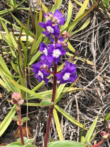 silverleafed princess flower