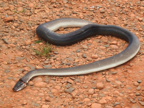 Southern White-lipped Python