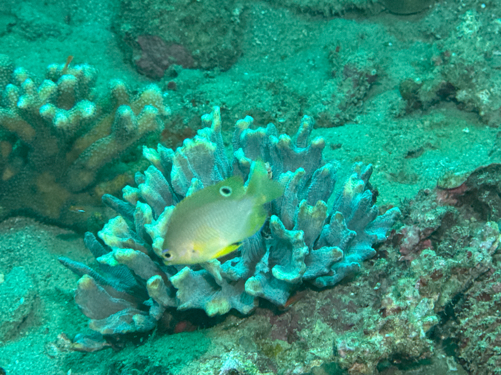 Amboina damselfish (Pomacentrus amboinensis) — Pomacentridae