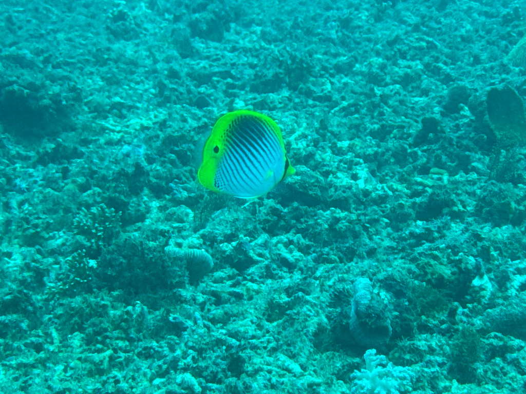 Butterflyfish (Chaetodon ocellicaudus) — Chaetodontidae