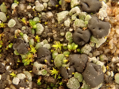 iNaturalist observation photo of bushy lichens, sea-fog lichens, and allies