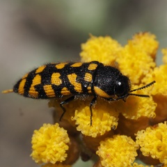 Acmaeodera quadrifasciata prunneri
