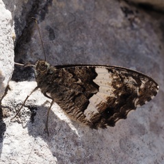 Hipparchia neomiris