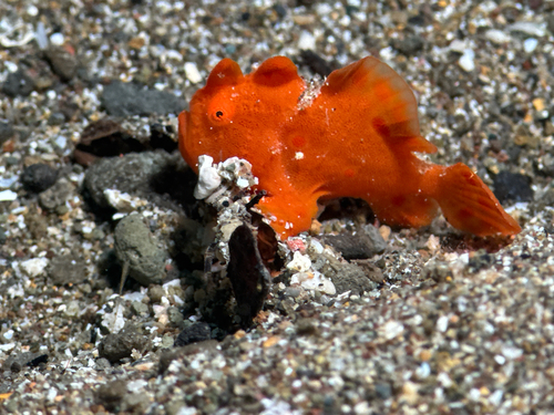 Painted frogfish (Antennarius pictus) — Antennariidae