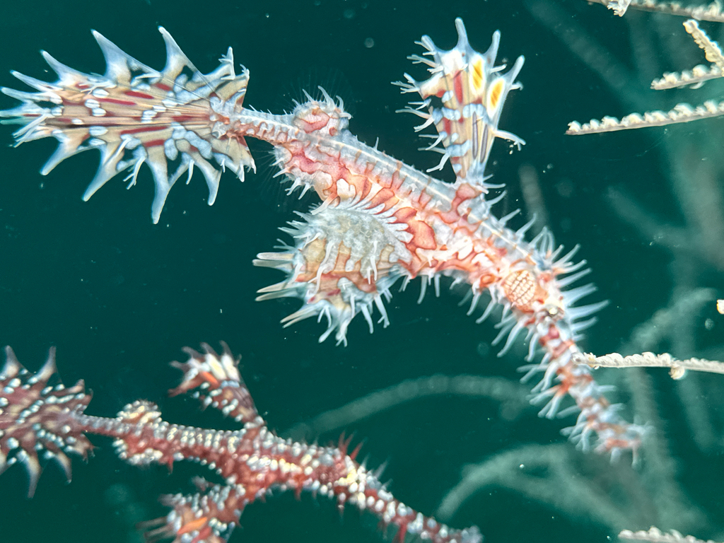 Ghost pipefish (Solenostomus paradoxus) — Solenostomidae