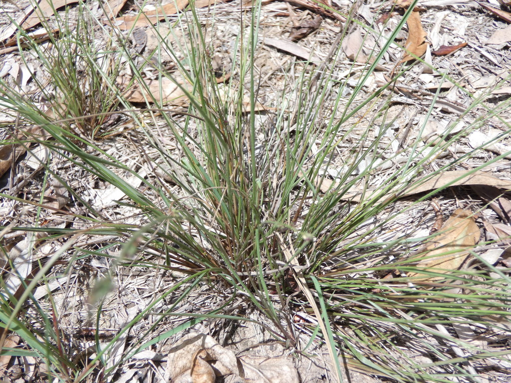 Pale Summer Grass Logan Native Grasses · Inaturalist