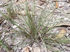 Setaria albovillosa