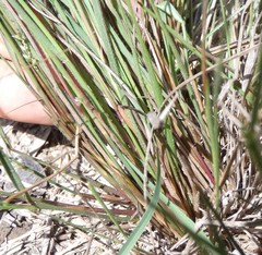 Setaria albovillosa