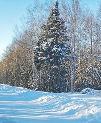 Picea jezoensis jezoensis