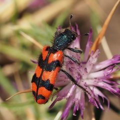 Trichodes alvearius