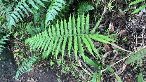 Dryopteris observed 2026-01-08