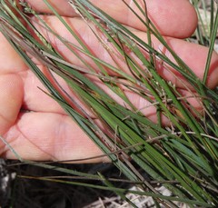 Setaria albovillosa