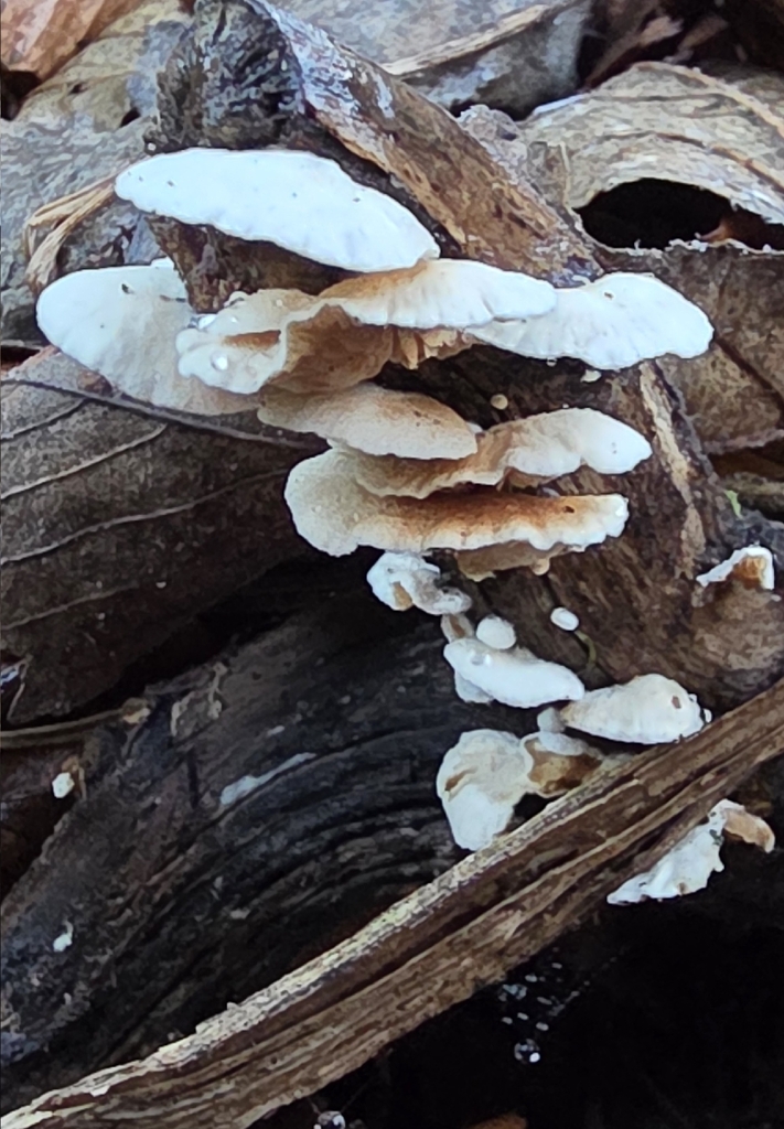 Crepidotus · January 2026 · photo: © sabear (iNaturalist, cc0)