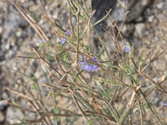 Lavandula pubescens, photograph (c) Robert Hoehndorf, some rights reserved (CC BY)