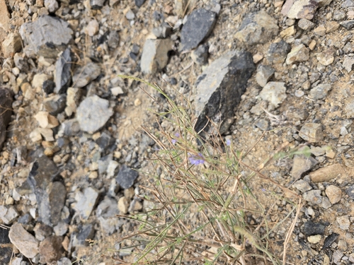 Lavandula pubescens, photograph 6