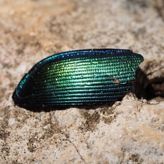 Calosoma sycophanta