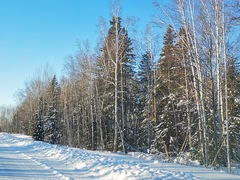 Picea jezoensis jezoensis