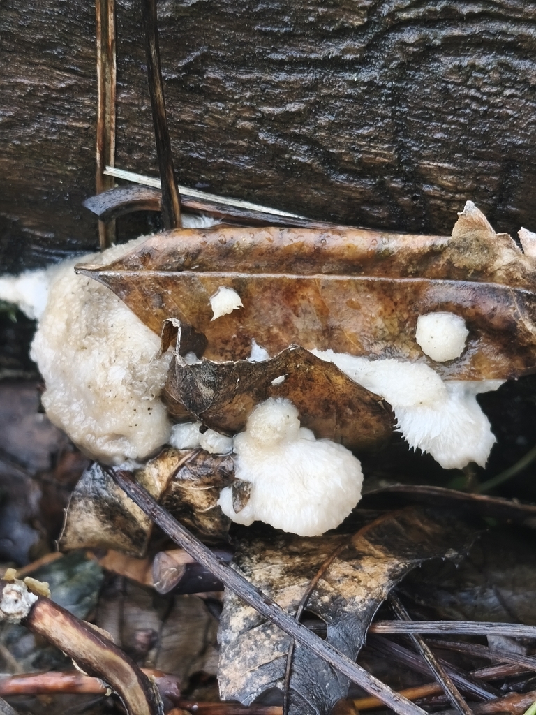 Cyanosporus subcaesius