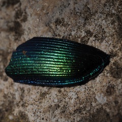 Calosoma sycophanta