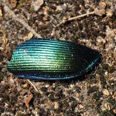 Calosoma sycophanta