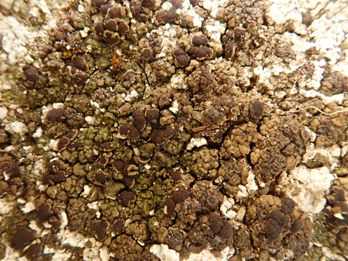 iNaturalist observation photo of Common Lichens