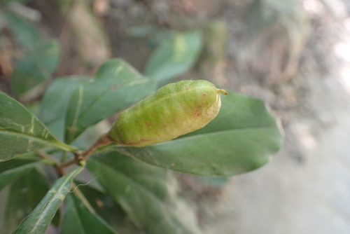 Pittosporum glabratum, 2026-01-10