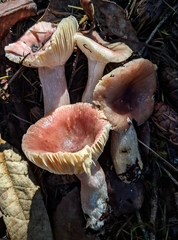Russula queletii