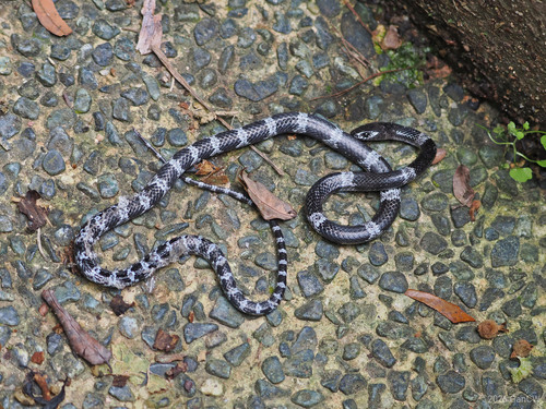 Butler's Wolf Snake