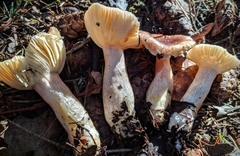 Russula queletii