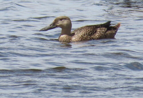 iNaturalist: (c) Fiona Hellmann, some rights reserved (CC BY-NC), uploaded by Fiona Hellmann iNaturalist image