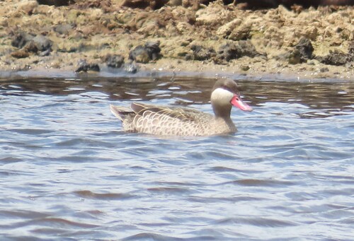 iNaturalist: (c) Fiona Hellmann, some rights reserved (CC BY-NC), uploaded by Fiona Hellmann iNaturalist image