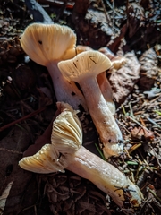 Russula queletii
