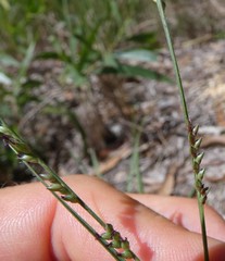 Setaria albovillosa