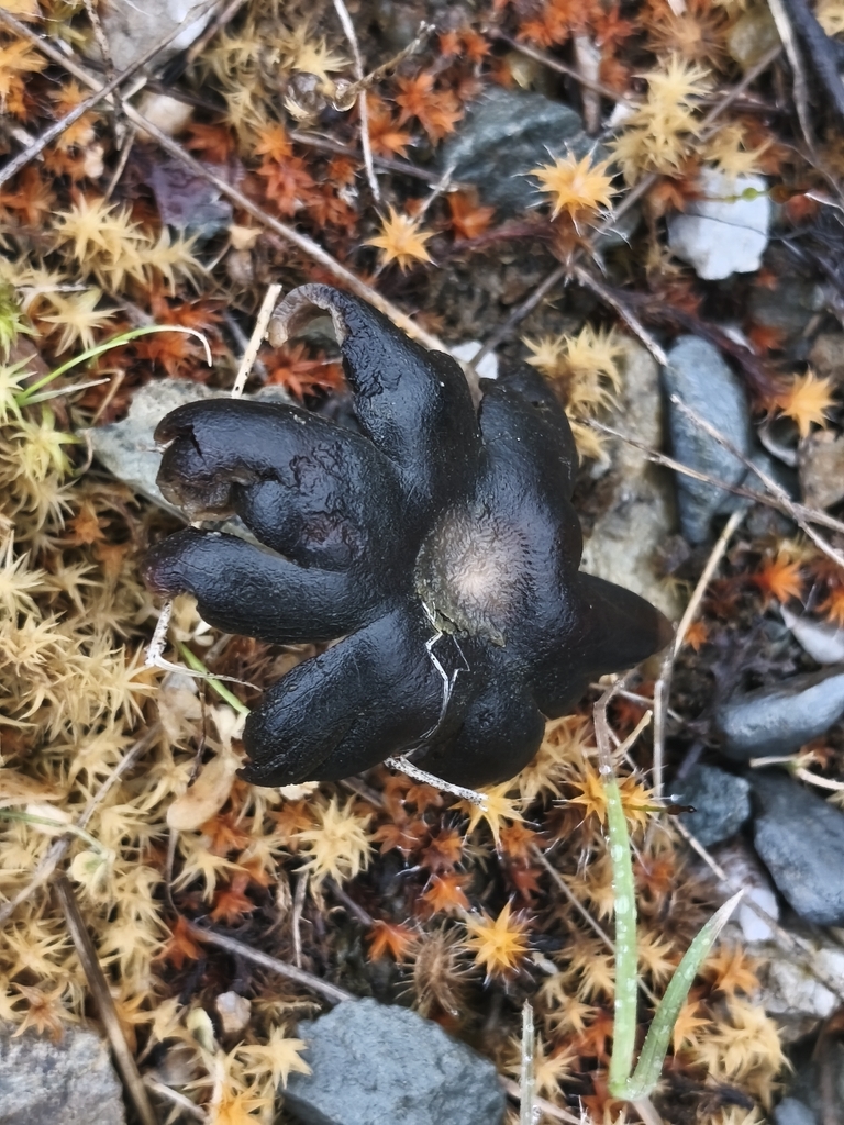 Astraeus hygrometricus · January 2026 · photo: © mycototor (iNaturalist, cc-by)