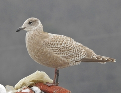 Larus glaucoides