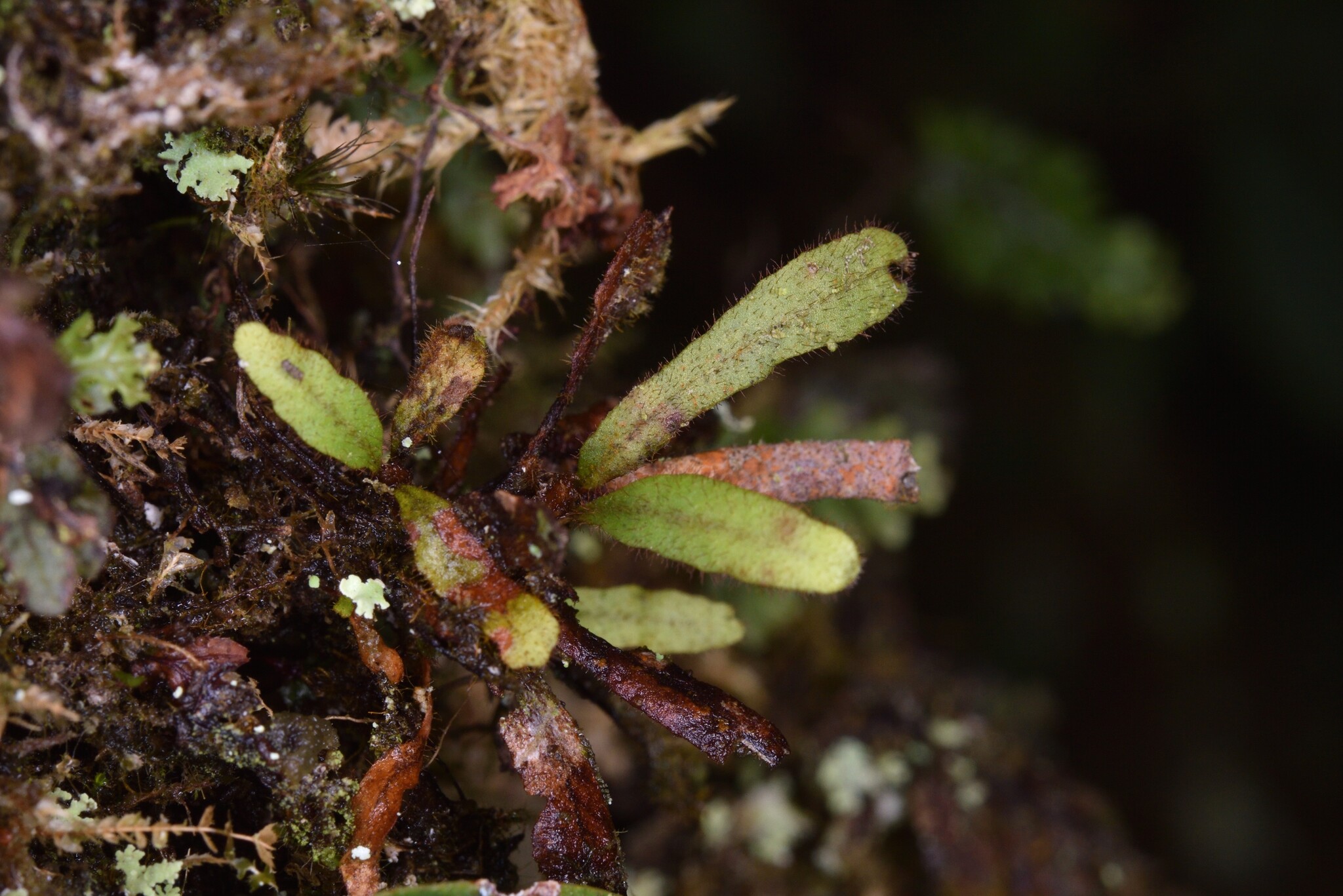 Compost Plant Spore Oreogrammitis ilanensis - Growing Guide & Care Tips | BioGardens.org