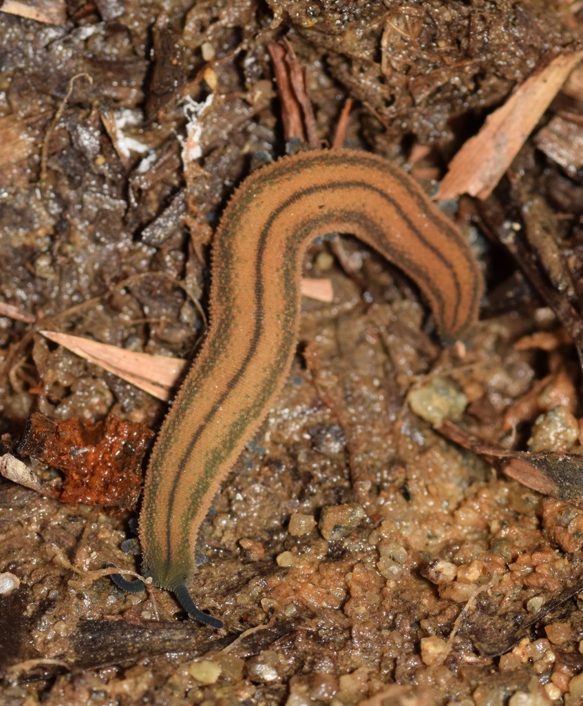 Ooperipatus costatus
