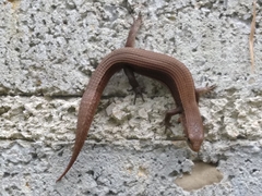 Abronia moreletii temporalis