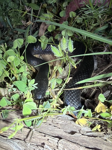 Eastern Small-eyed Snake