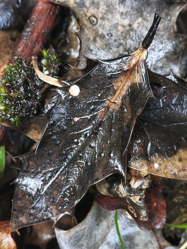 Marasmius hudsonii · January 2026 · photo: © mycototor (iNaturalist, cc-by)