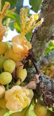 Polistes erythrocephalus