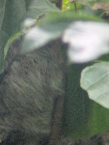 Brown-throated three-toed sloth