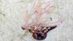 Pteriidae