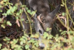 Odocoileus virginianus leucurus