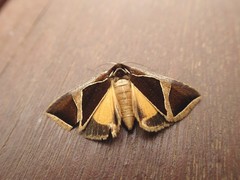 Agamana conjungens