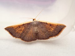 Picromorpha pyrrhopa