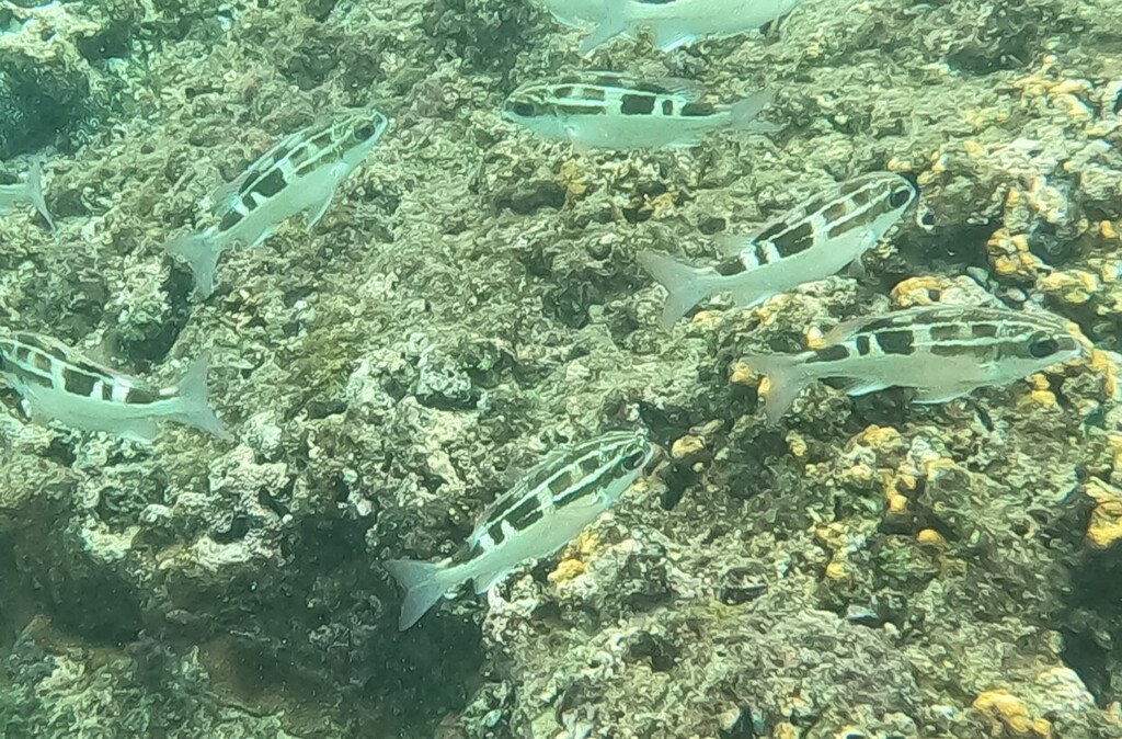 Black-and-white monocle bream (Scolopsis lineata) — Nemipteridae