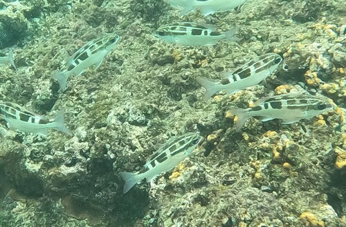 Black-and-white monocle bream (Scolopsis lineata) — Nemipteridae