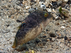 Canthigaster compressa