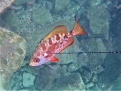 Heteropriacanthus carolinus